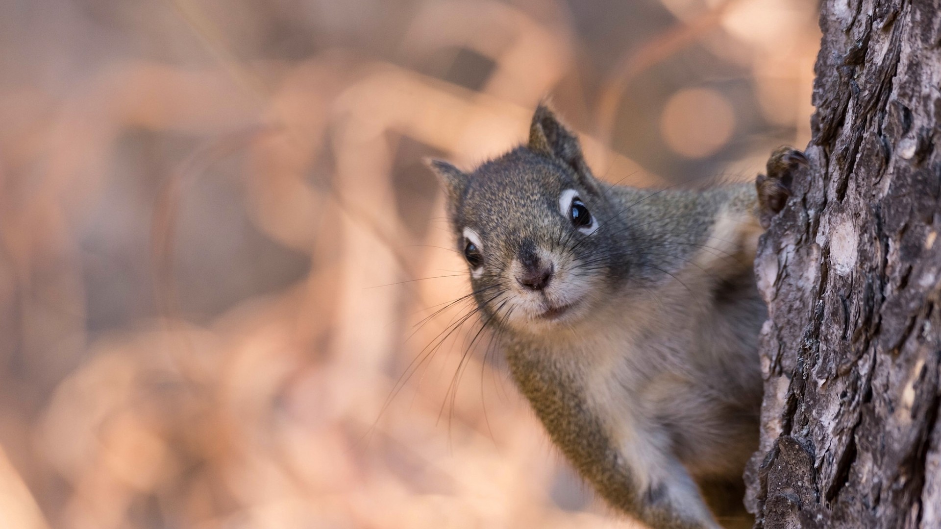 松鼠 胡须 眼神 树 可爱动物壁纸_高清动物壁纸