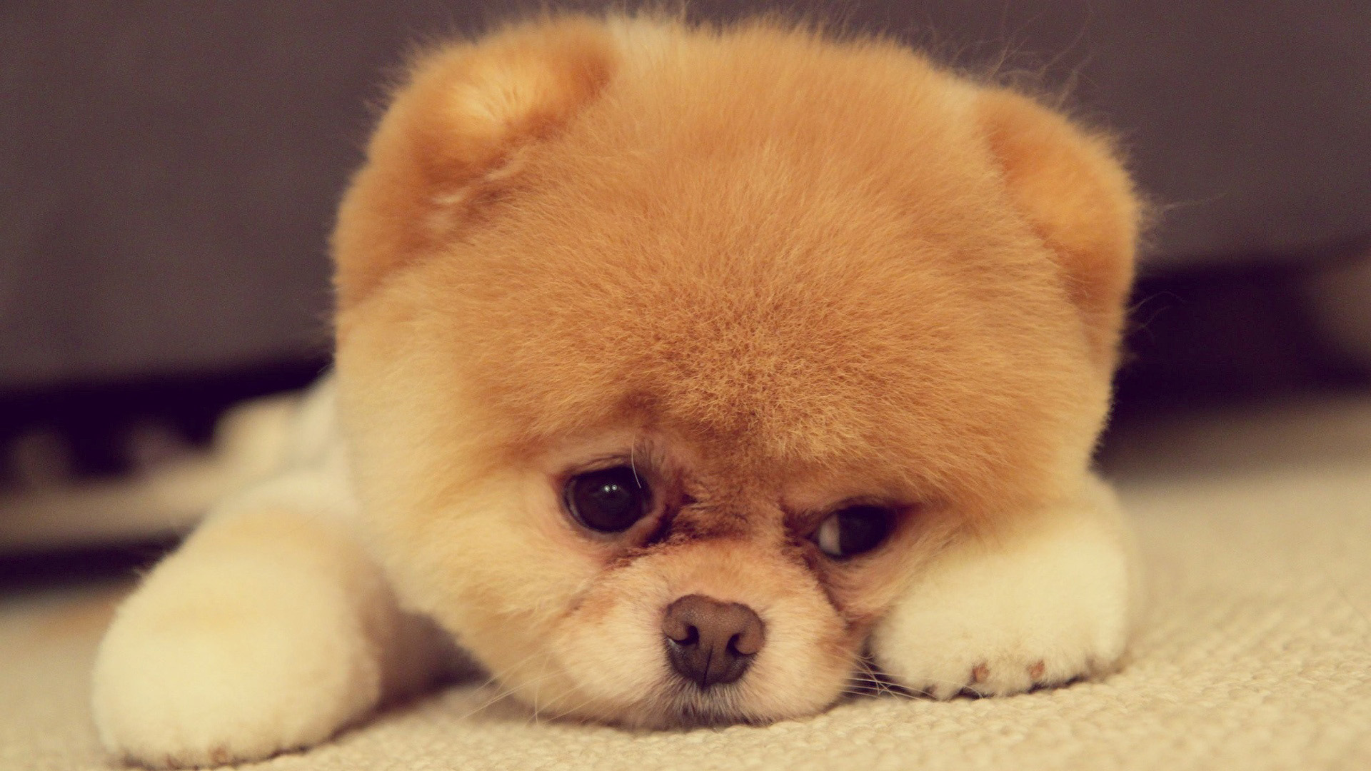 好看的小狗壁纸_高清动物壁纸