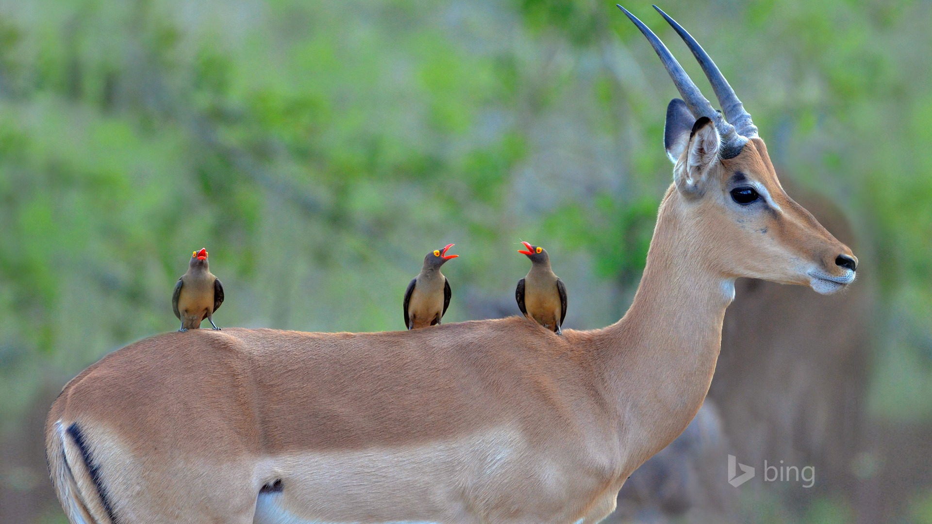 黑斑羚背上的红嘴牛椋鸟电脑桌面动物壁纸下载_高清动物壁纸