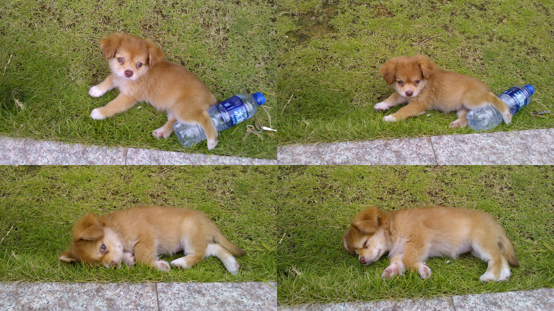 好朋友 旺财 萌萌的 可爱 小狗 旺财电脑桌面动物壁纸下载_高清动物壁纸