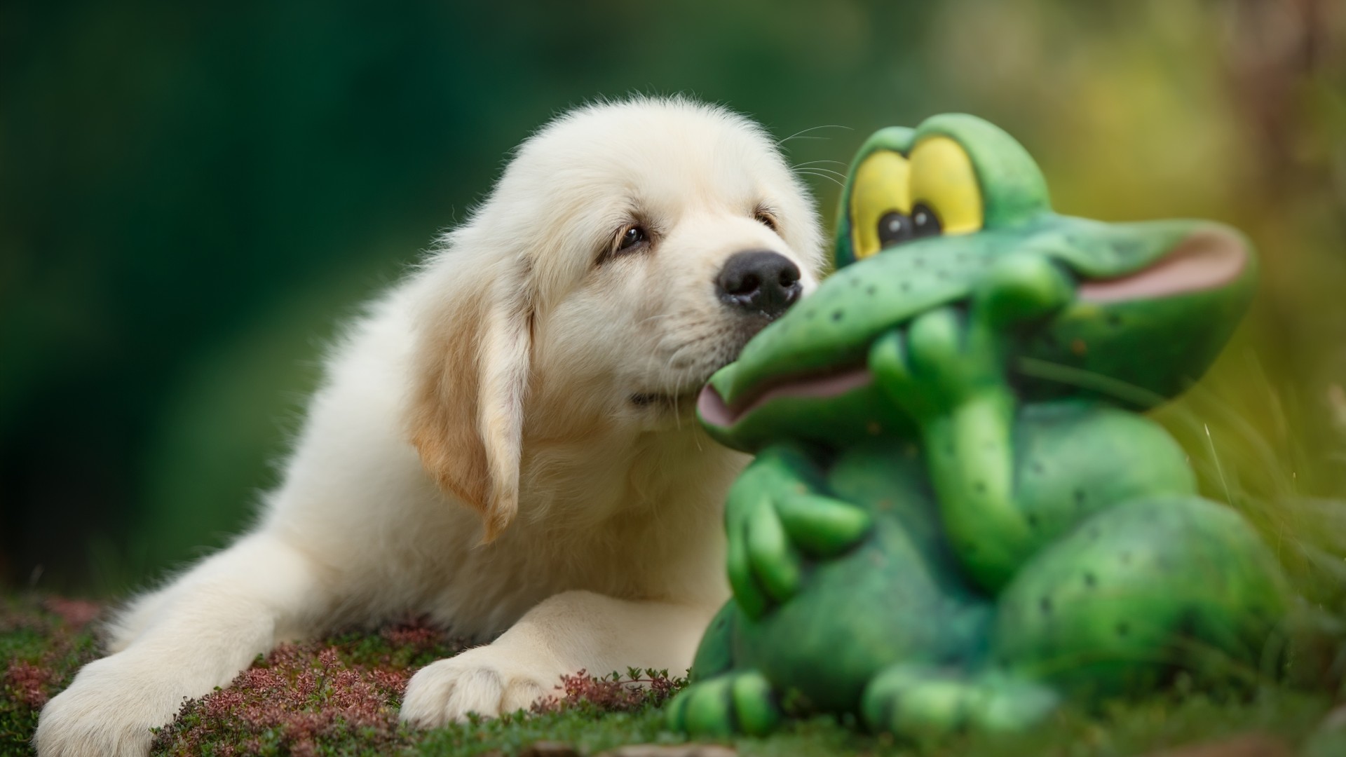 小狗猎犬和青蛙电脑桌面动物壁纸下载_高清动物壁纸