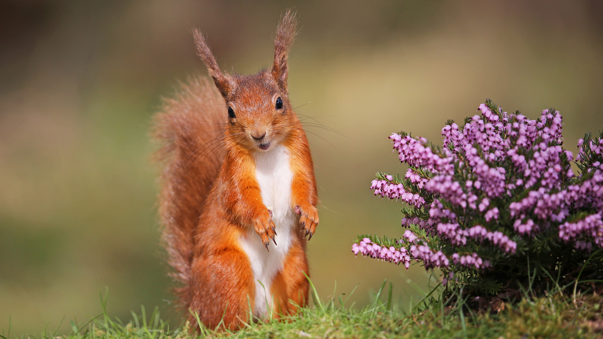 自然鲜花 可爱松鼠站姿壁纸_高清动物壁纸