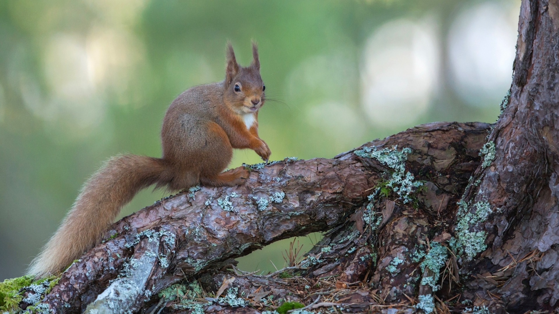 森林 树 松鼠 尾巴 电脑桌面动物壁纸下载_高清动物壁纸