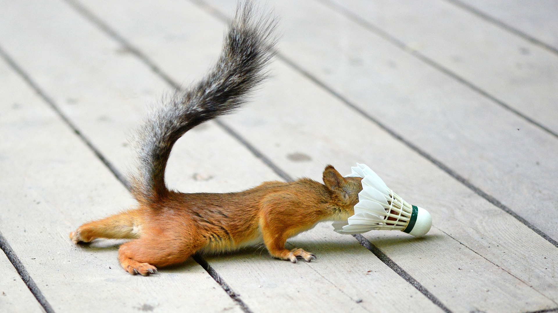 小松鼠羽毛球探索好奇可爱姿势有趣的松鼠电脑桌面动物壁纸下载_高清动物壁纸