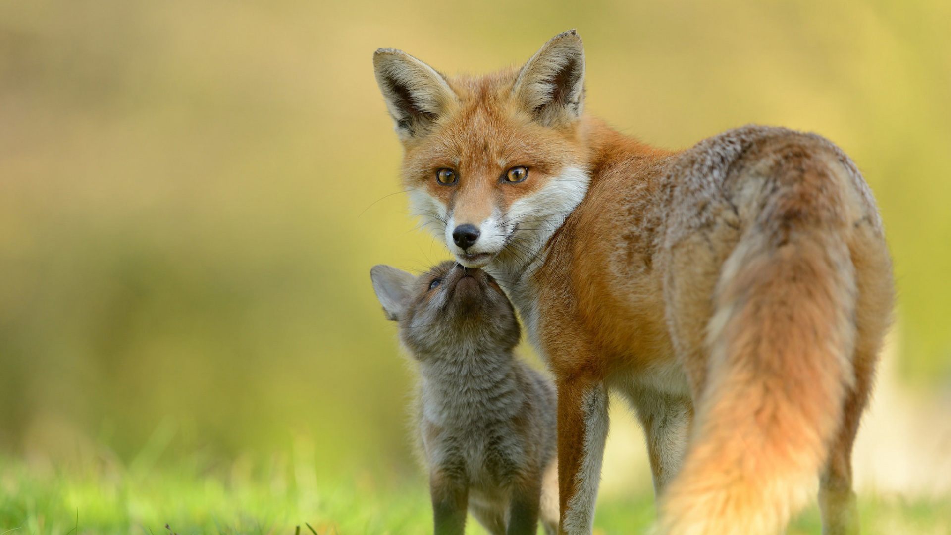 狐狸妈妈 宝贝 电脑桌面动物壁纸下载_高清动物壁纸