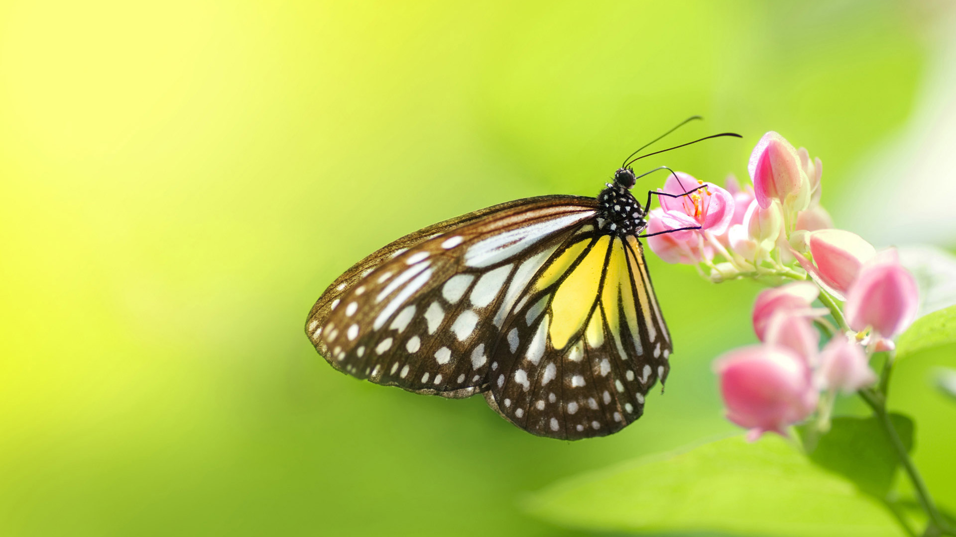 美丽的蝴蝶 鲜花 背景图片 电脑壁纸_高清动物壁纸
