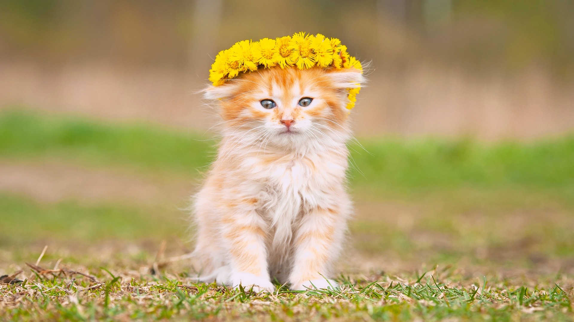 小猫宝宝萌蓬松花花圈图片电脑桌面动物壁纸下载_高清动物壁纸