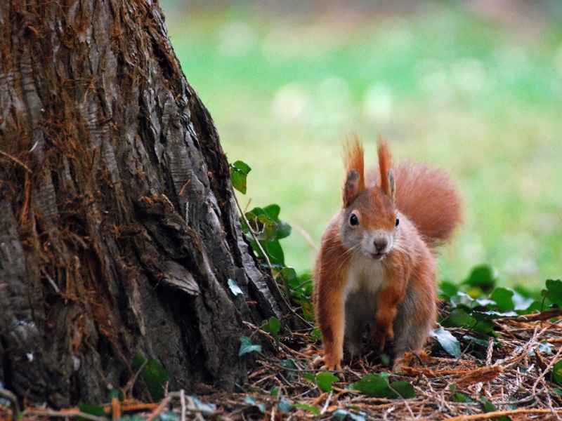 树树枝树叶松鼠可爱动物壁纸_高清动物壁纸