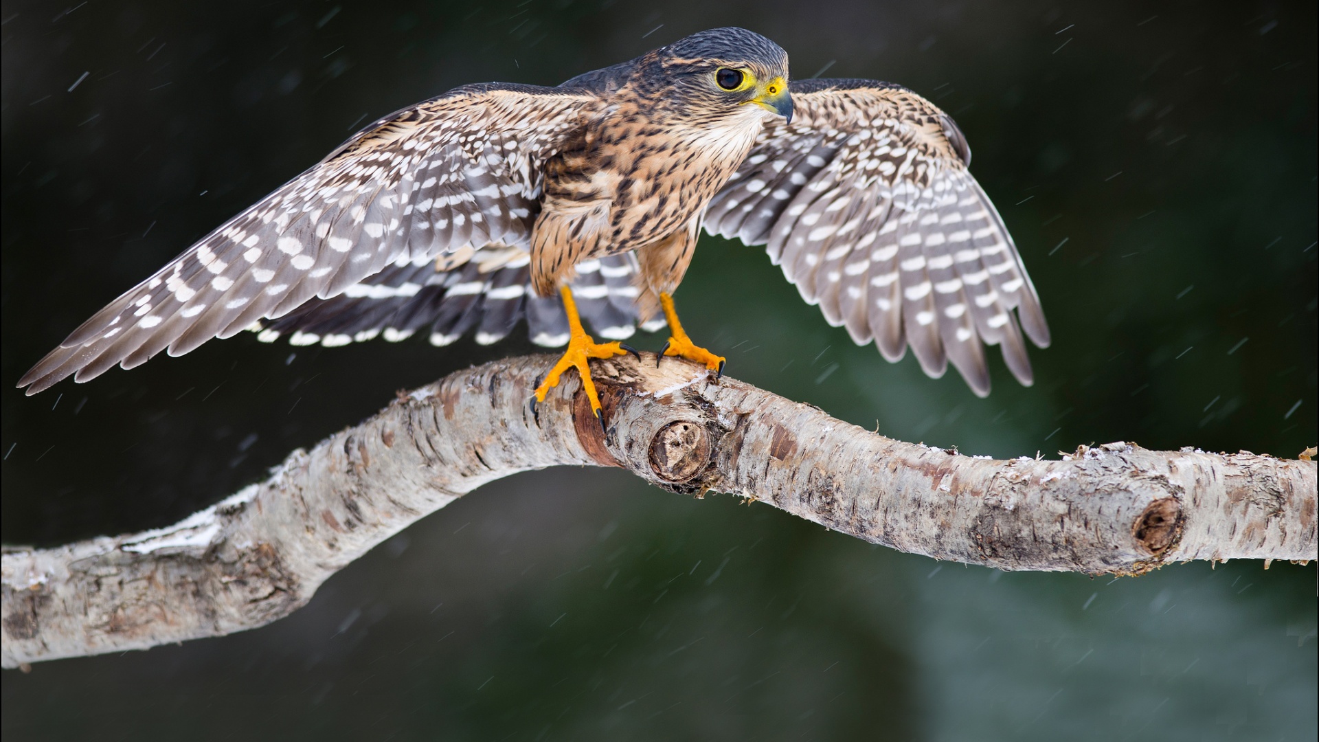 猎鹰 树 鸟的翅膀 雪 猎鹰电脑壁纸_高清动物壁纸