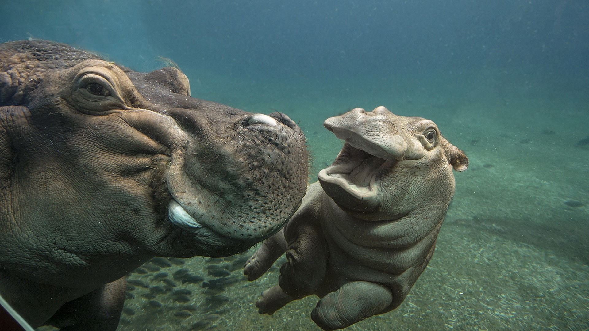 河马 水 海底 动物园 河马电脑桌面动物壁纸下载_高清动物壁纸
