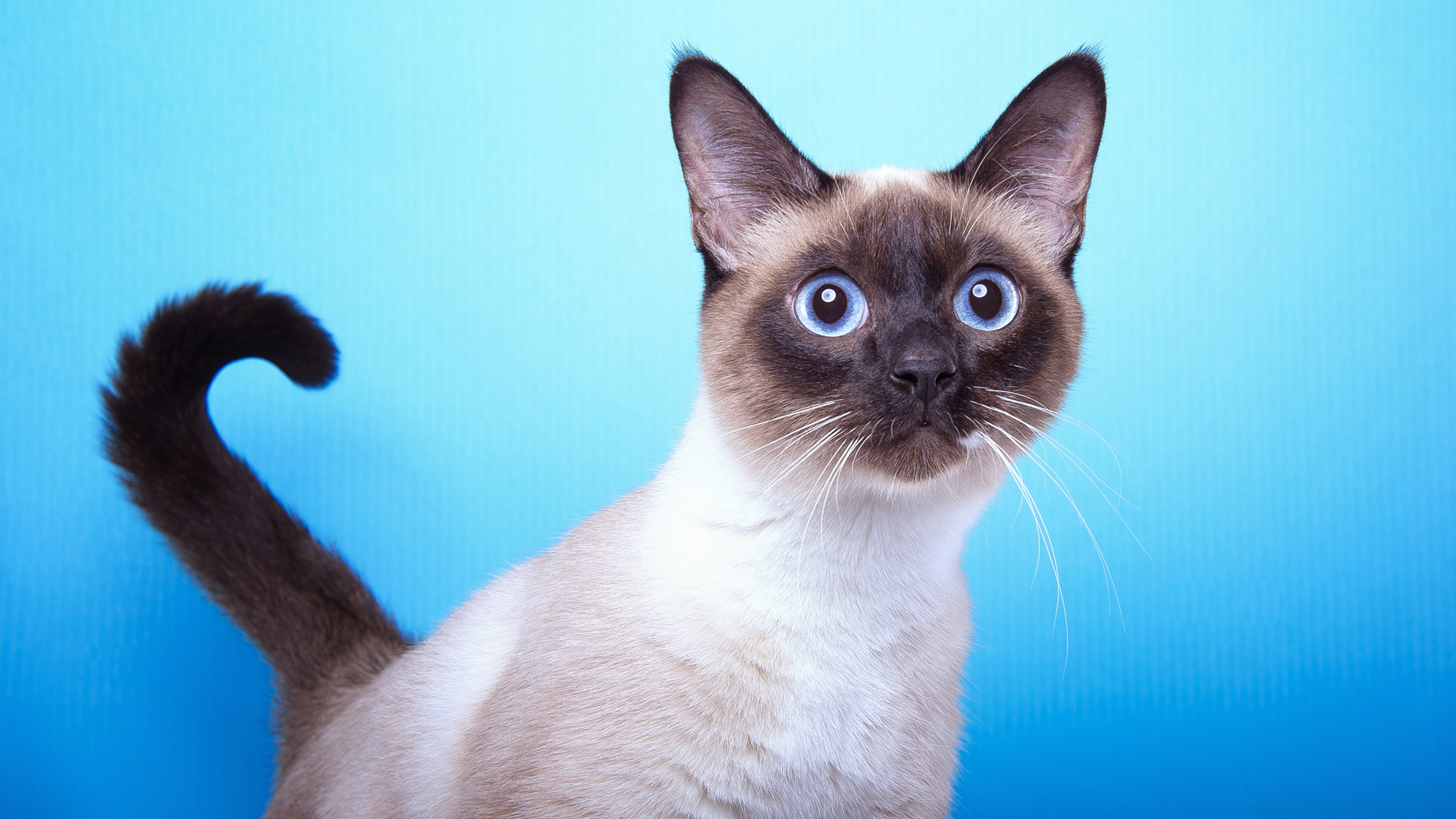 猫咪暹罗猫电脑桌面动物壁纸下载_高清动物壁纸