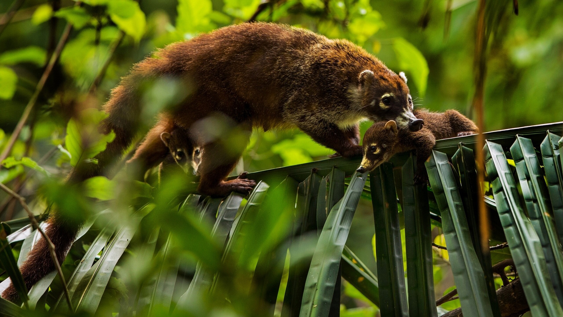 浣熊妈妈小浣熊可爱浣熊电脑桌面动物壁纸下载_高清动物壁纸