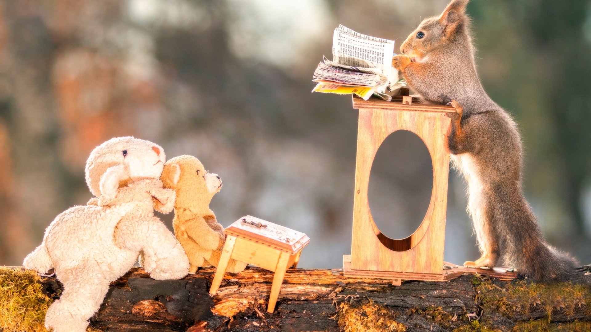 松鼠上课 老师 玩具 电脑桌面动物壁纸下载_高清动物壁纸