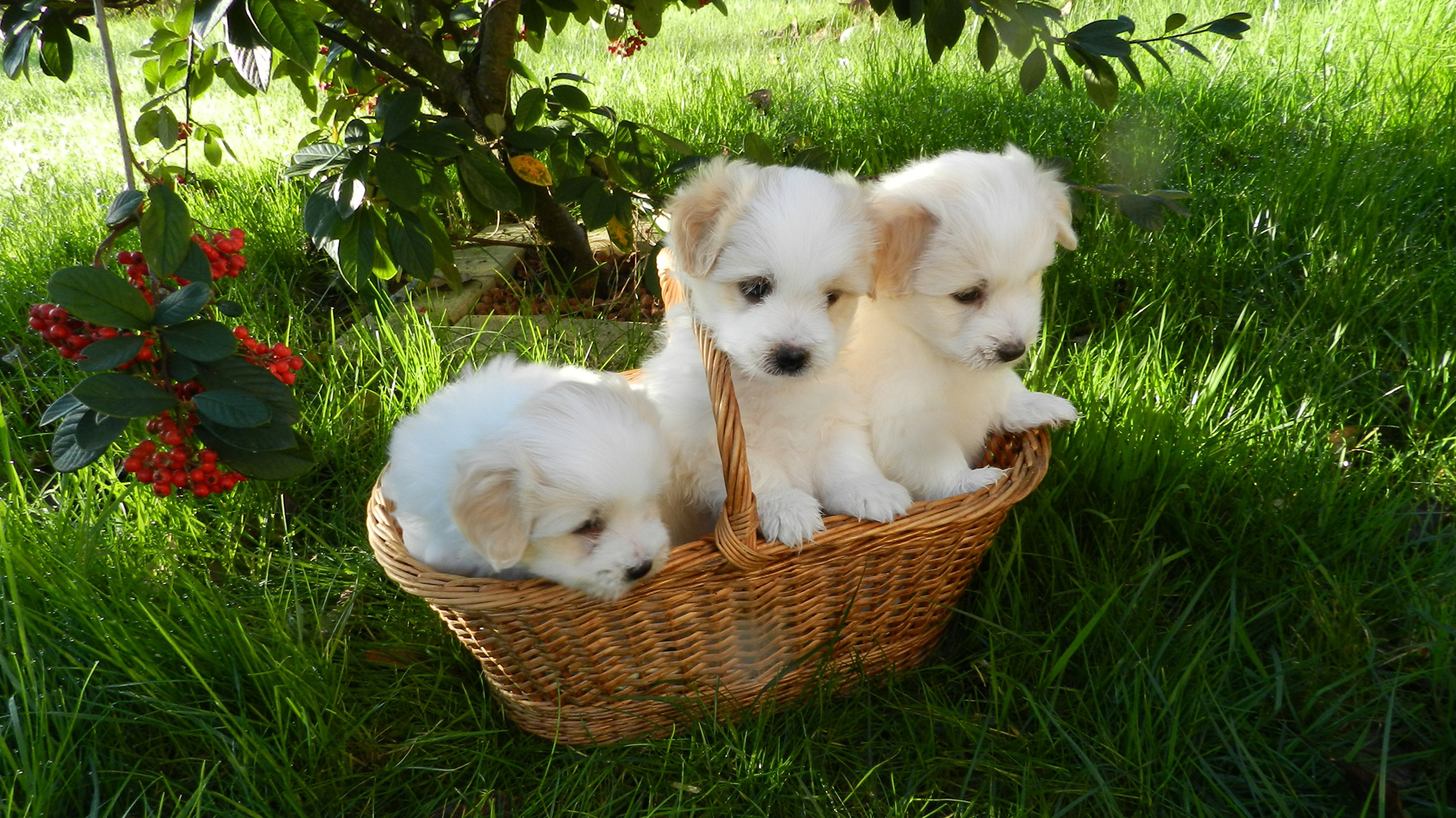 草地 三只小狗 篮子 电脑桌面动物壁纸下载_高清动物壁纸