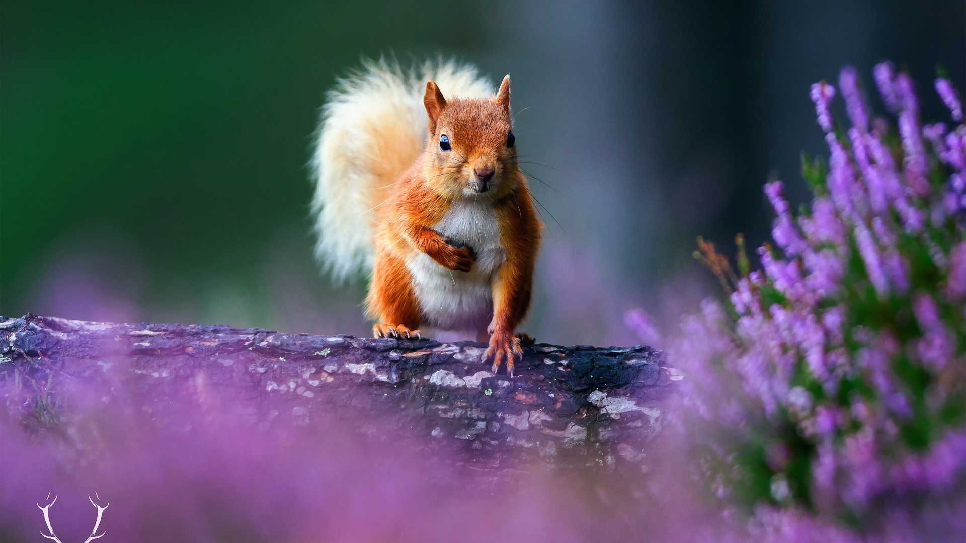 萌萌小松鼠花树树皮背景图片动物壁纸_高清动物壁纸