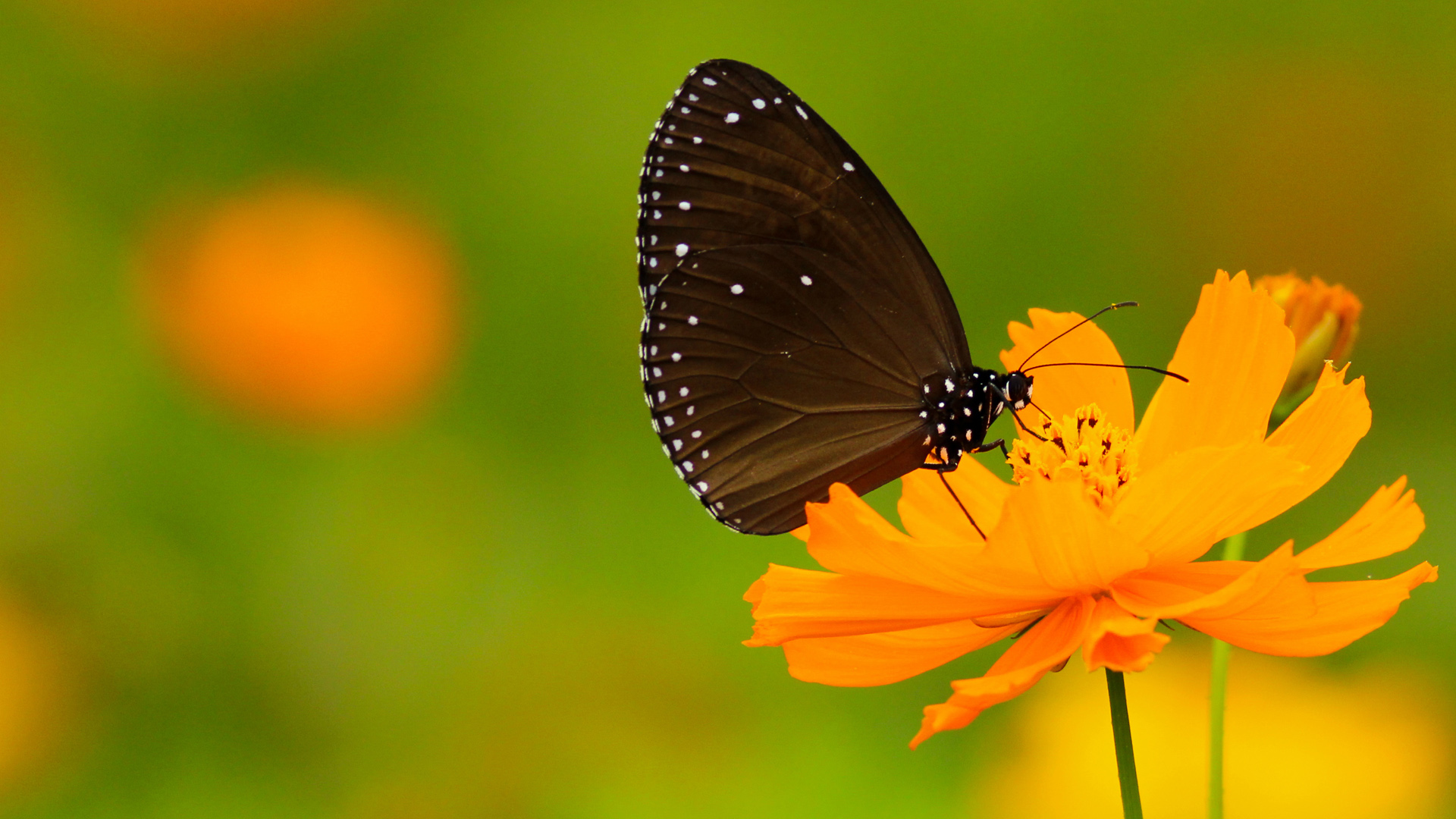 蝴蝶翅膀白点触角长鼻花蝴蝶壁纸_高清动物壁纸