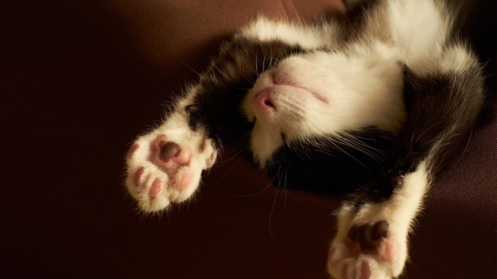 周末人家要多睡一会 小猫的爪子 睡觉 黑白颜色的猫壁纸_高清动物壁纸