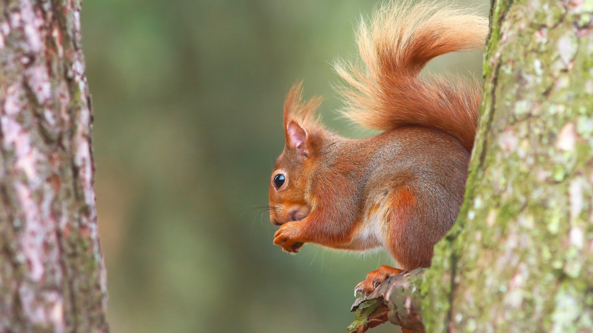 森林树木松鼠可爱动物电脑壁纸_高清动物壁纸