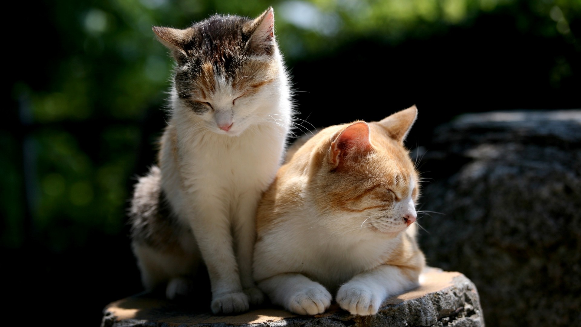 猫猫伴侣在一起眯着眼睛猫猫壁纸_高清动物壁纸