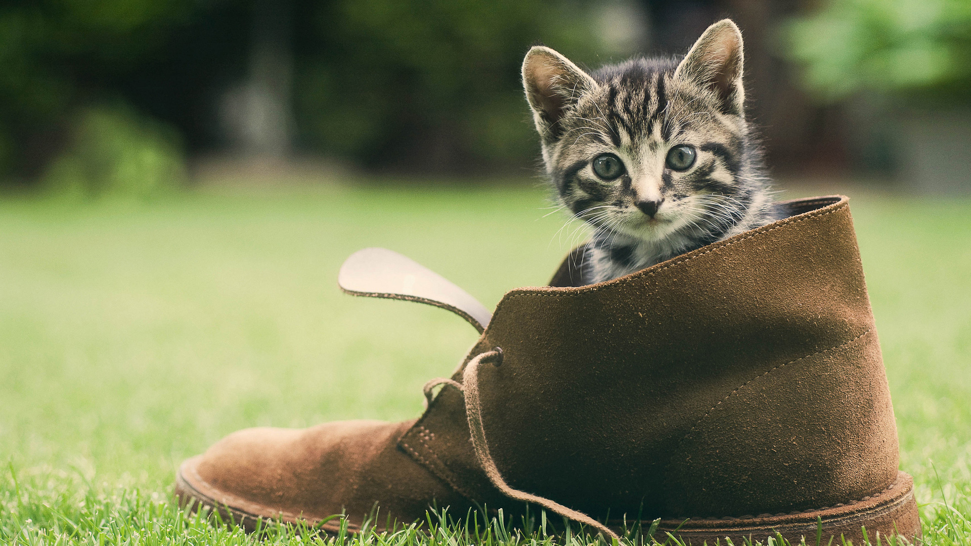 小猫鞋子有吸引力的脸草果岭可爱动物壁纸_高清动物壁纸