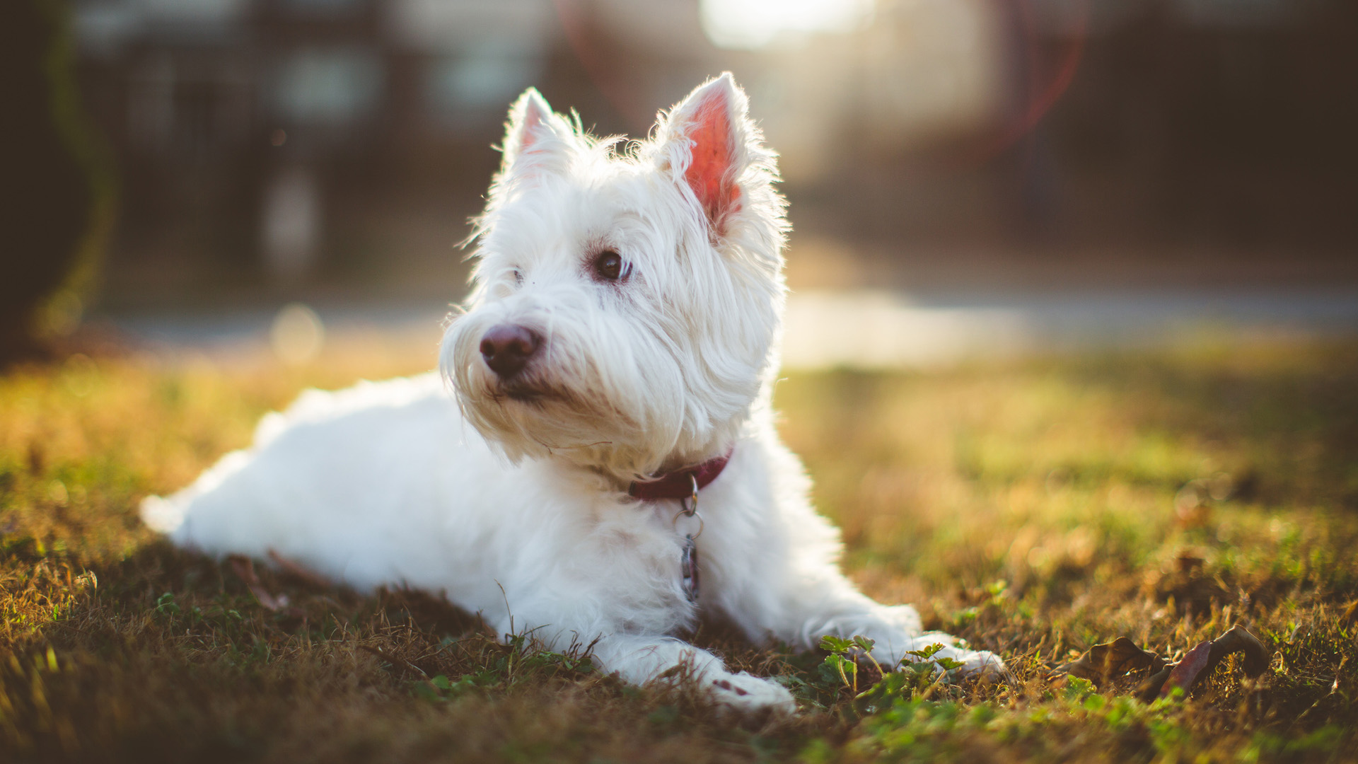 毛茸茸的白色小狗 草地 电脑壁纸_高清动物壁纸