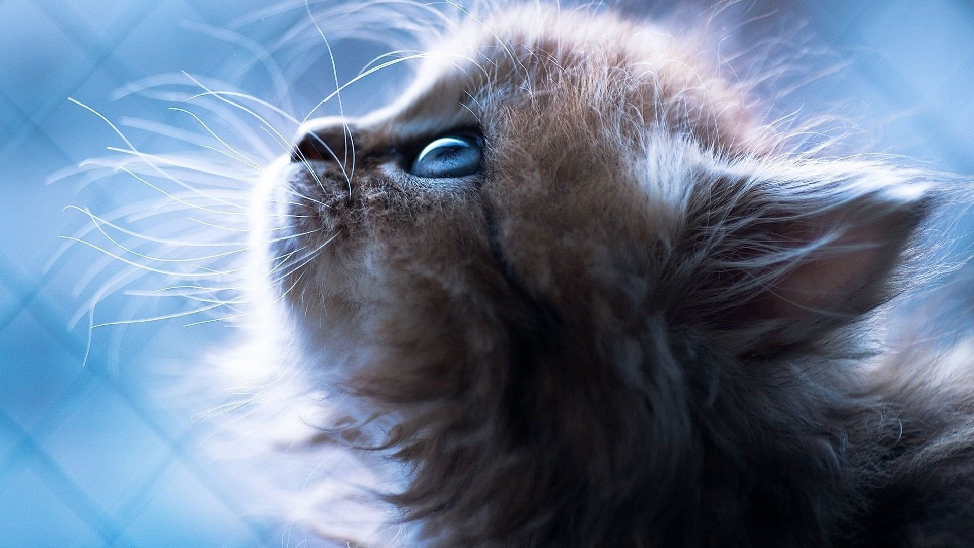 小猫蓝色的眼睛小胡子鼻子甜猫电脑桌面动物壁纸下载_高清动物壁纸