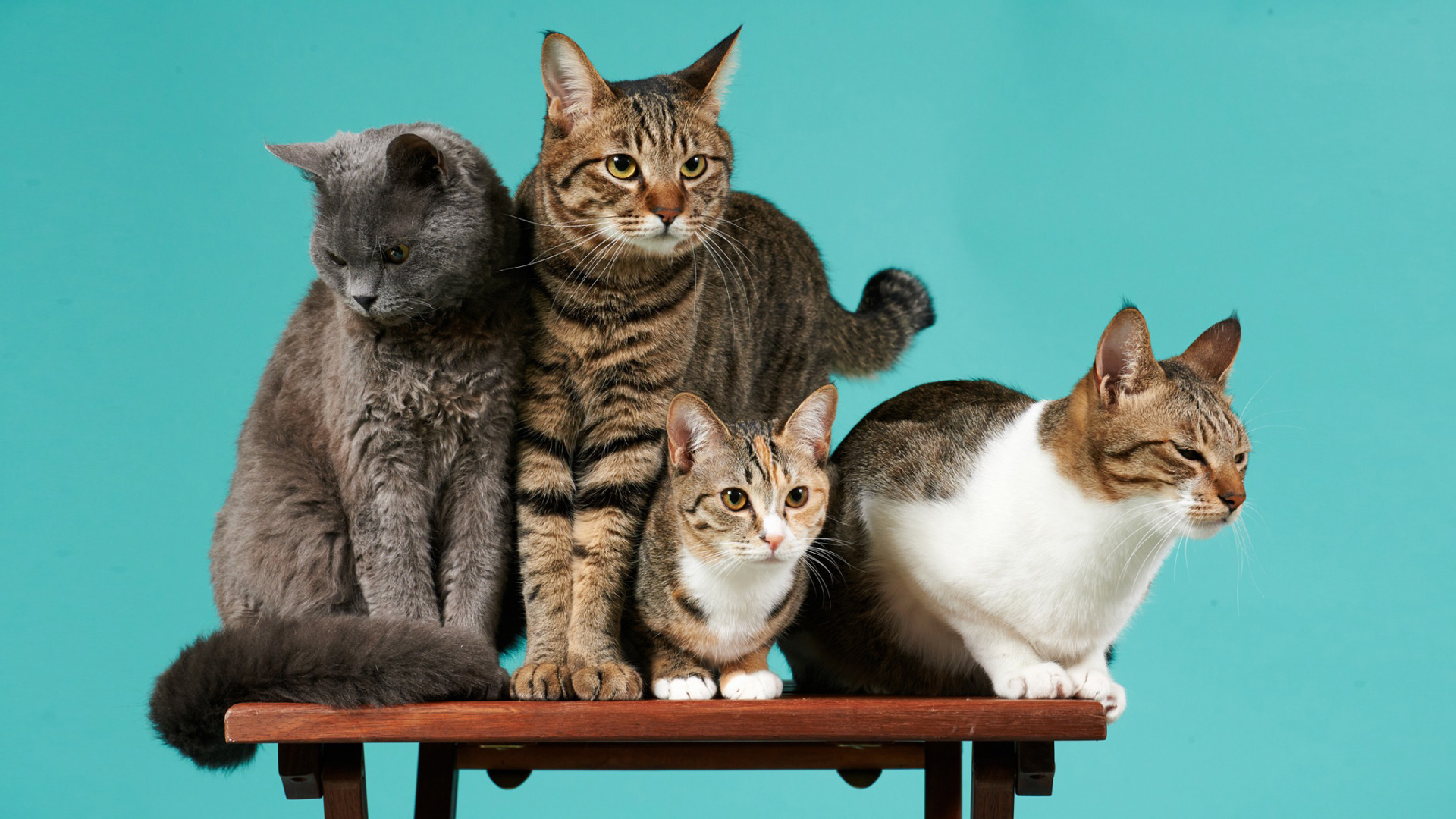 猫猫四只凳子表情姿势猫咪壁纸_高清动物壁纸