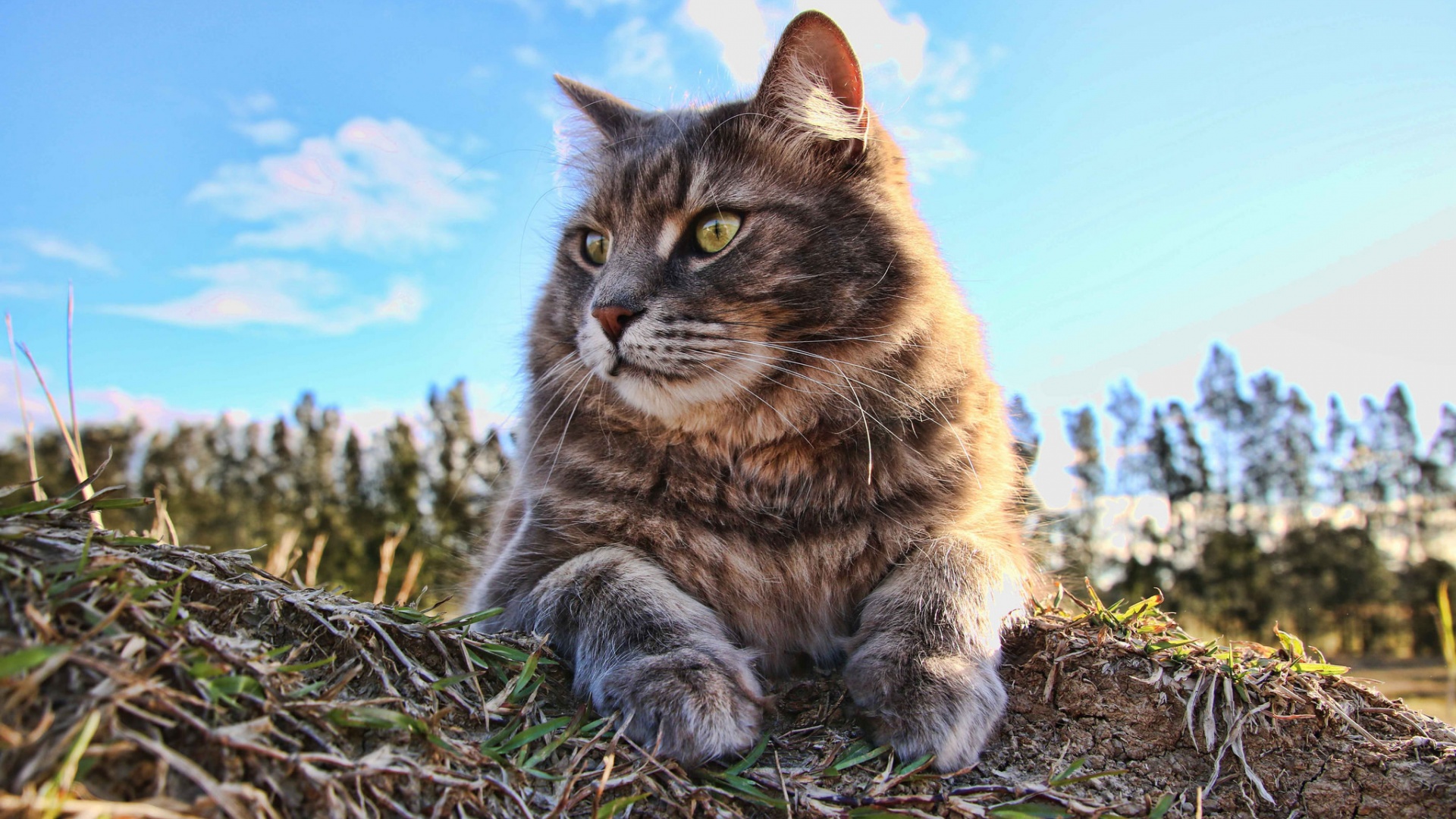 大猫 凝望 眼睛 胡须 夏天 大猫电脑桌面动物壁纸下载_高清动物壁纸