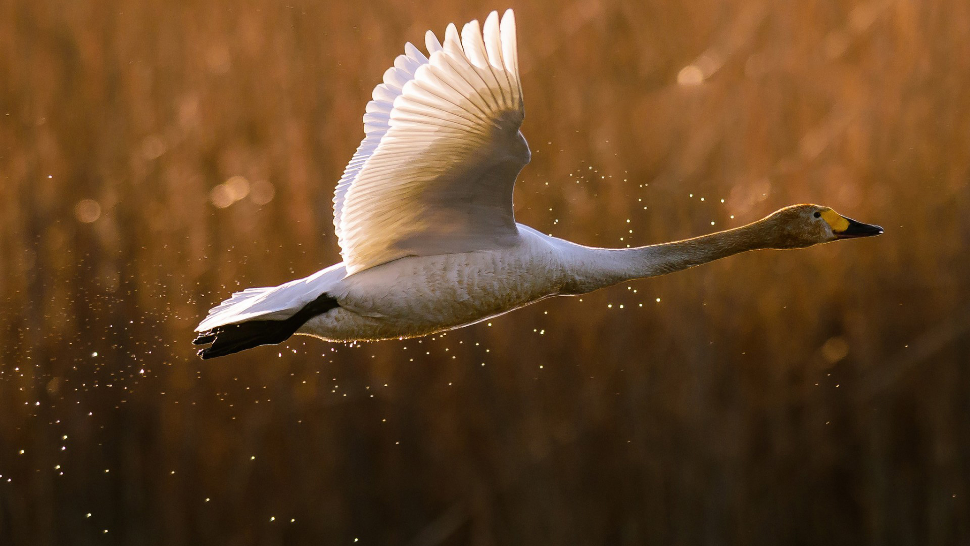 鹅鸭起飞动物飞行图片壁纸_高清动物壁纸