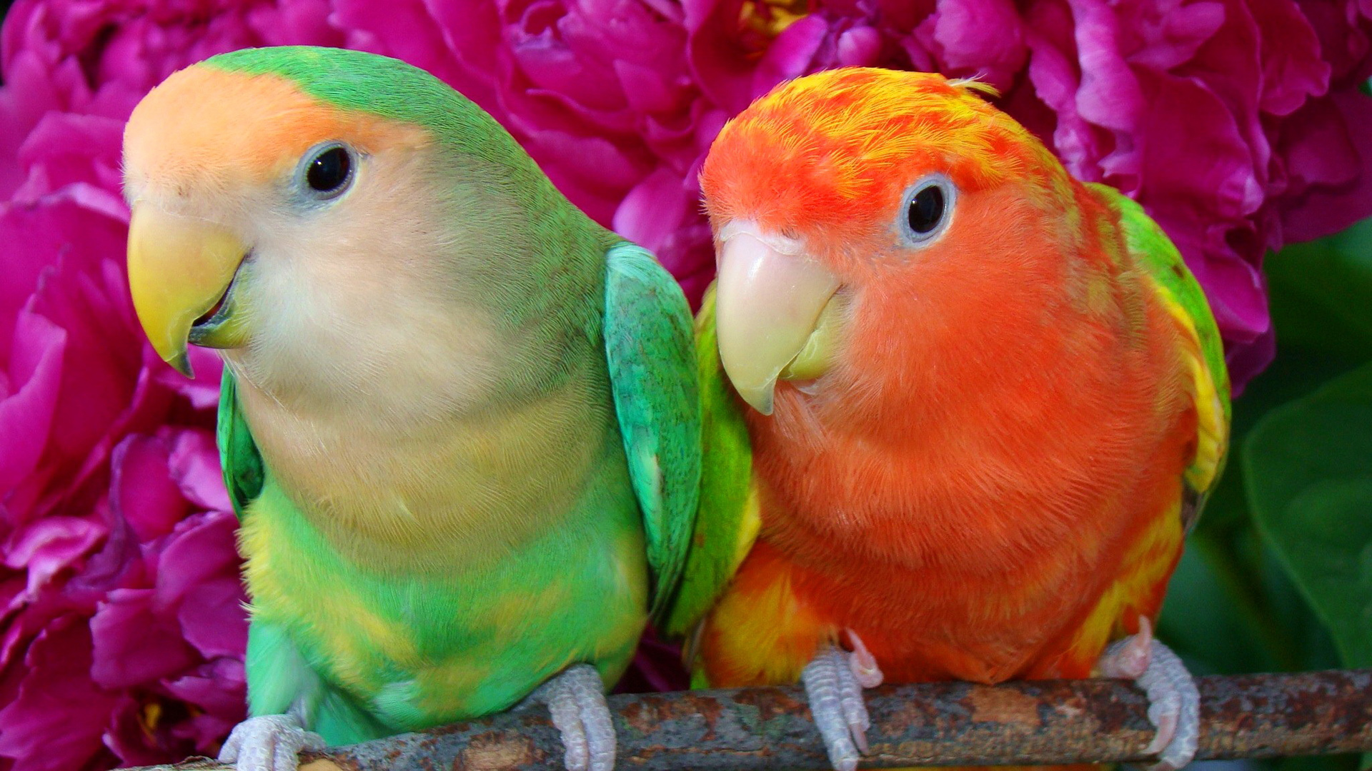 鹦鹉夫妇、漂亮的羽毛、鹦鹉电脑桌面动物壁纸下载_高清动物壁纸