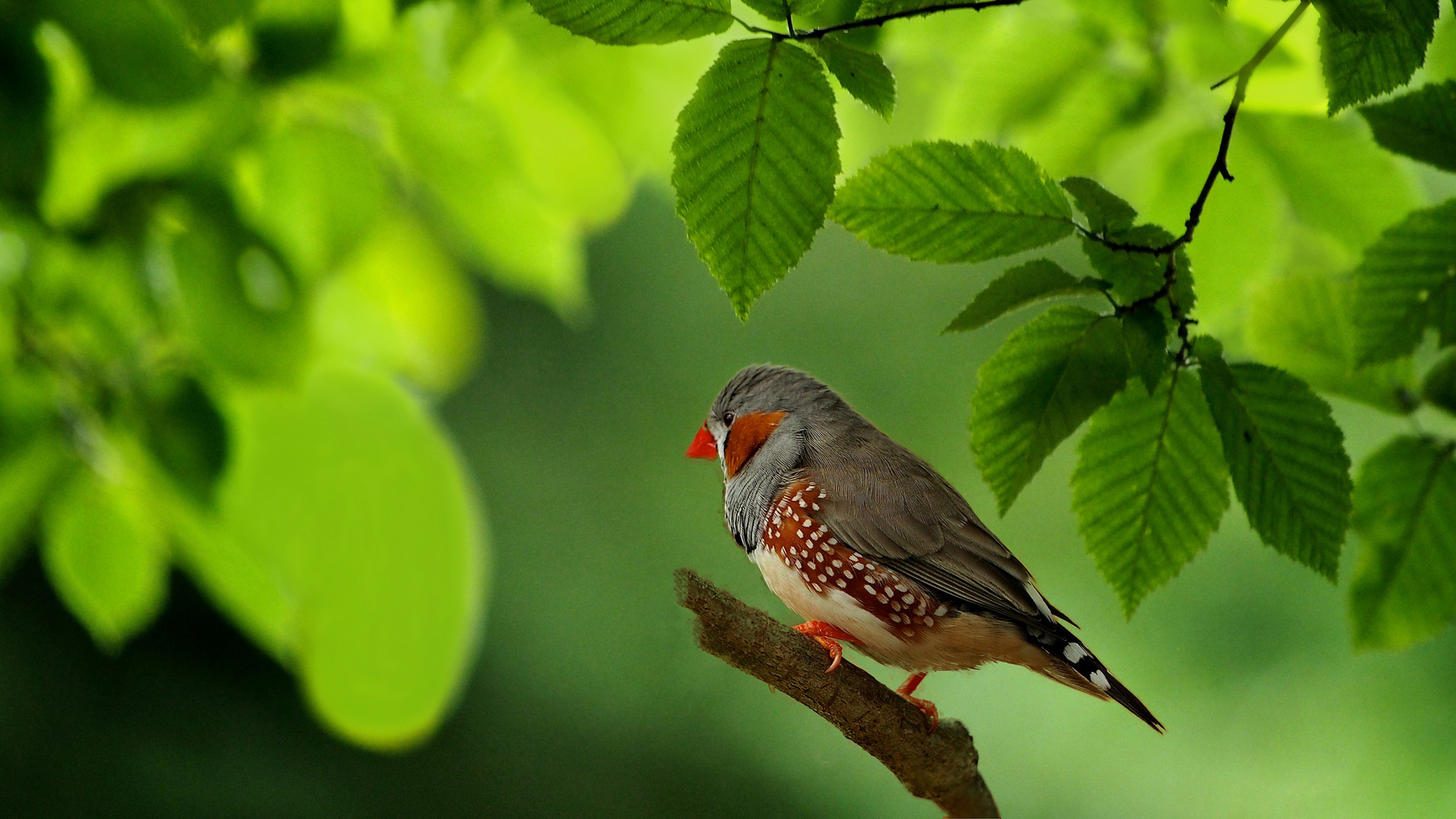 绿色树叶 树枝 苍头燕雀电脑桌面动物壁纸下载_高清动物壁纸