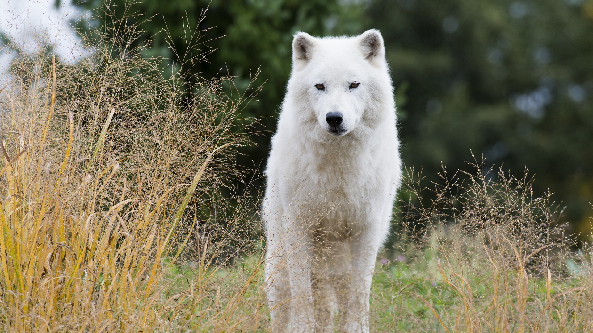 白狼电脑桌面动物壁纸下载_高清动物壁纸
