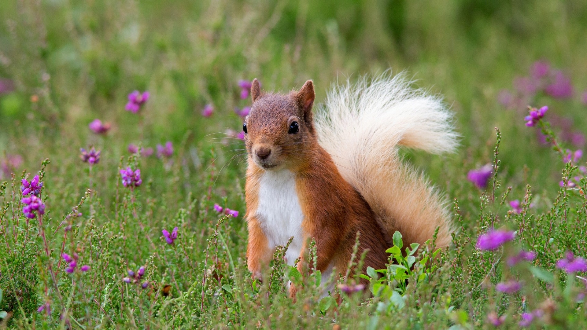 松鼠花小草绿色植物可爱松鼠壁纸_高清动物壁纸