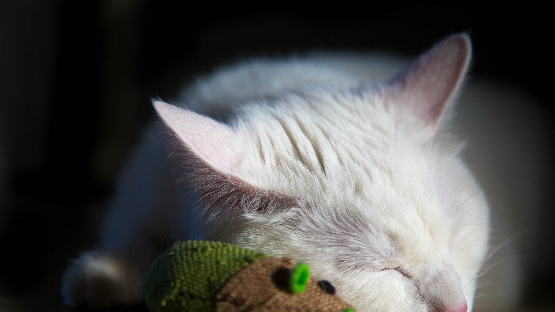 白色的猫睡觉 睡姿 白猫电脑壁纸_高清动物壁纸