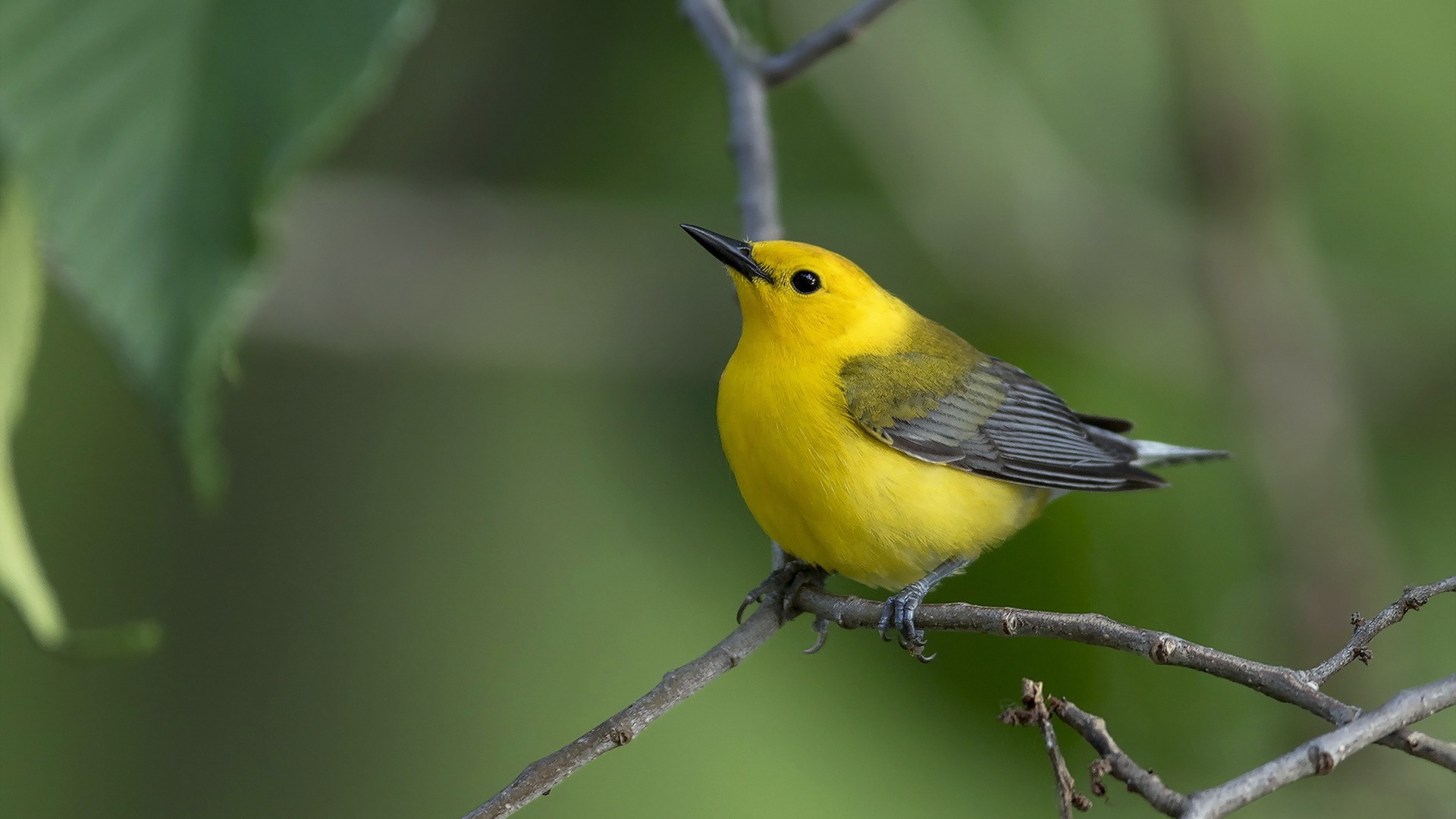 鸟树枝自然背景图片电脑桌面动物壁纸下载_高清动物壁纸