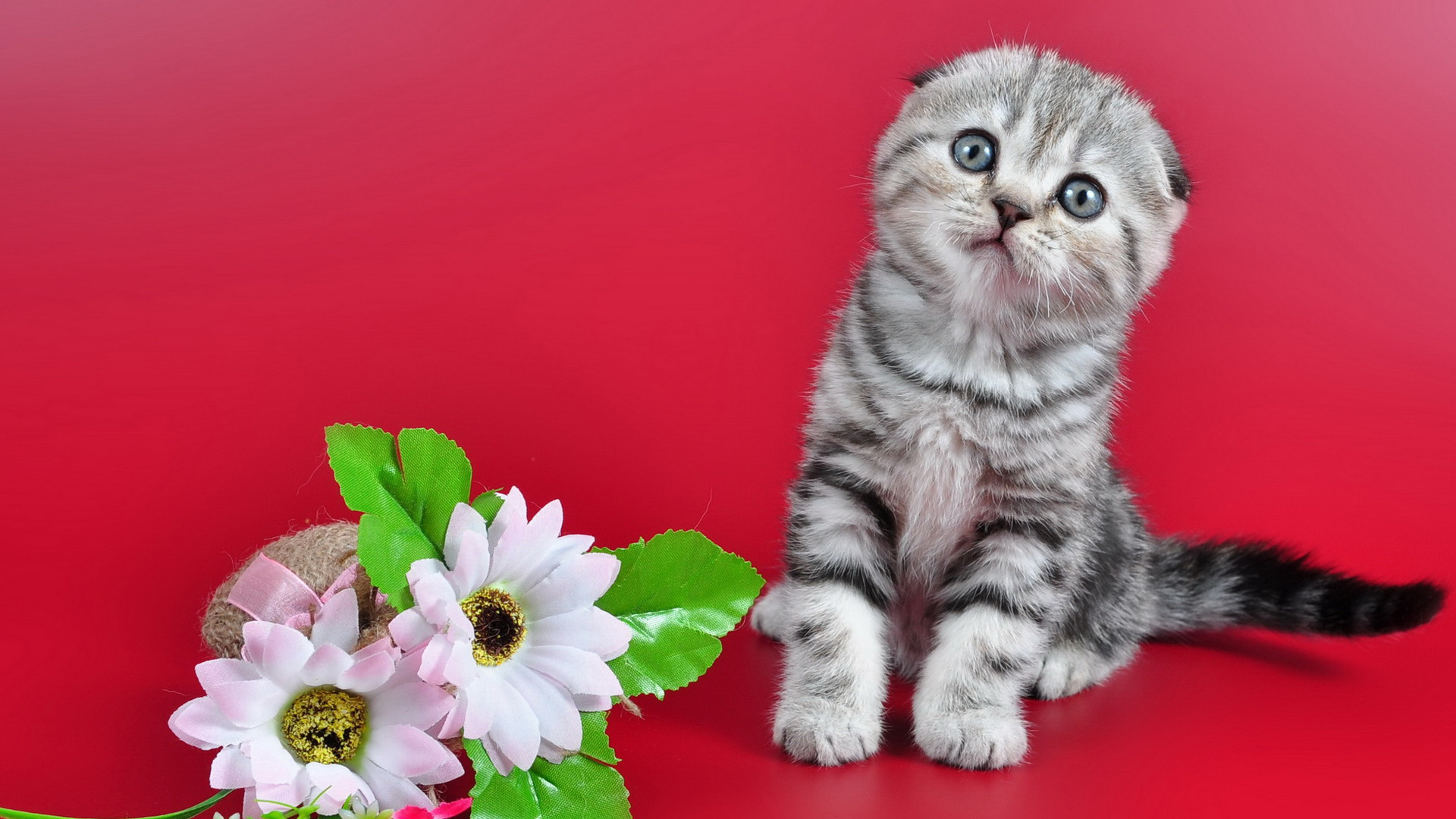 小猫望着你鲜花粉色背景可爱小猫壁纸_高清动物壁纸