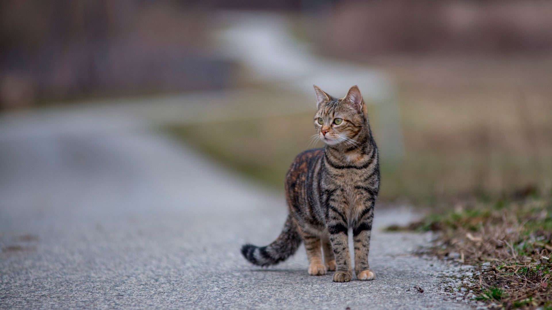 小猫凝望站姿路风景小猫壁纸_高清动物壁纸