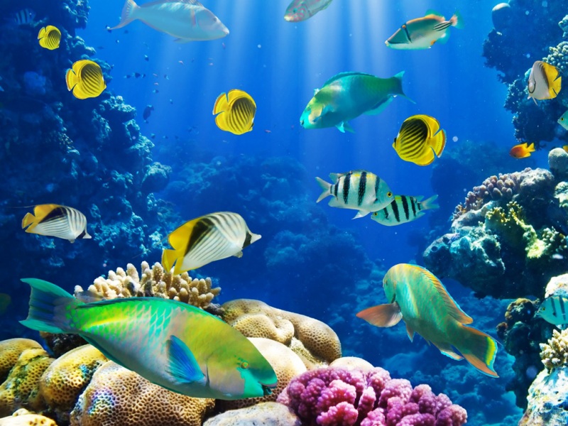 热带珊瑚珊瑚礁水下海洋鱼海底世界精美电脑桌面动物壁纸下载_高清动物壁纸