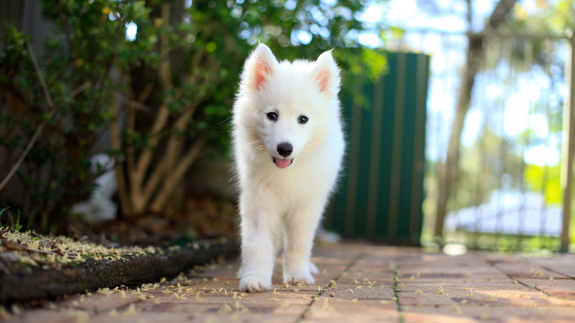 萨摩耶小狗白色的小狗朋友可爱电脑桌面动物壁纸下载_高清动物壁纸