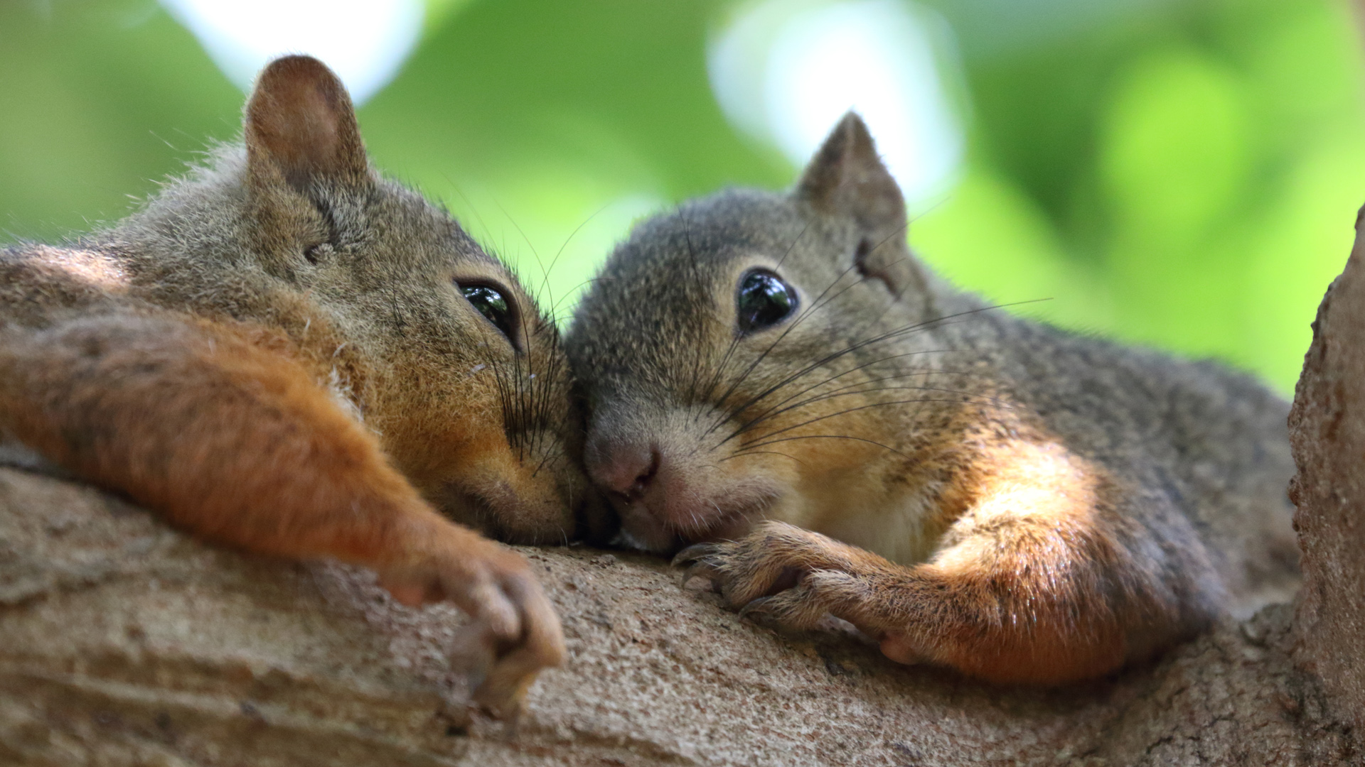 两只松鼠可爱的眼睛脸胡须电脑桌面动物壁纸下载_高清动物壁纸