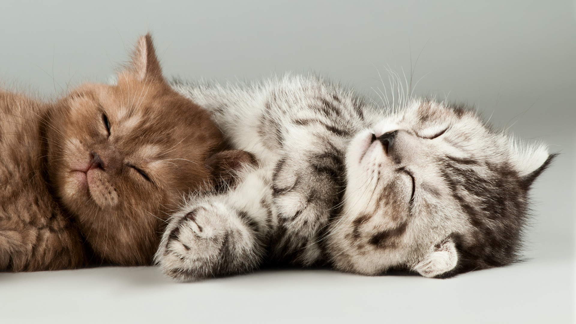 两只小猫睡觉装可爱卖萌小猫电脑桌面动物壁纸下载_高清动物壁纸