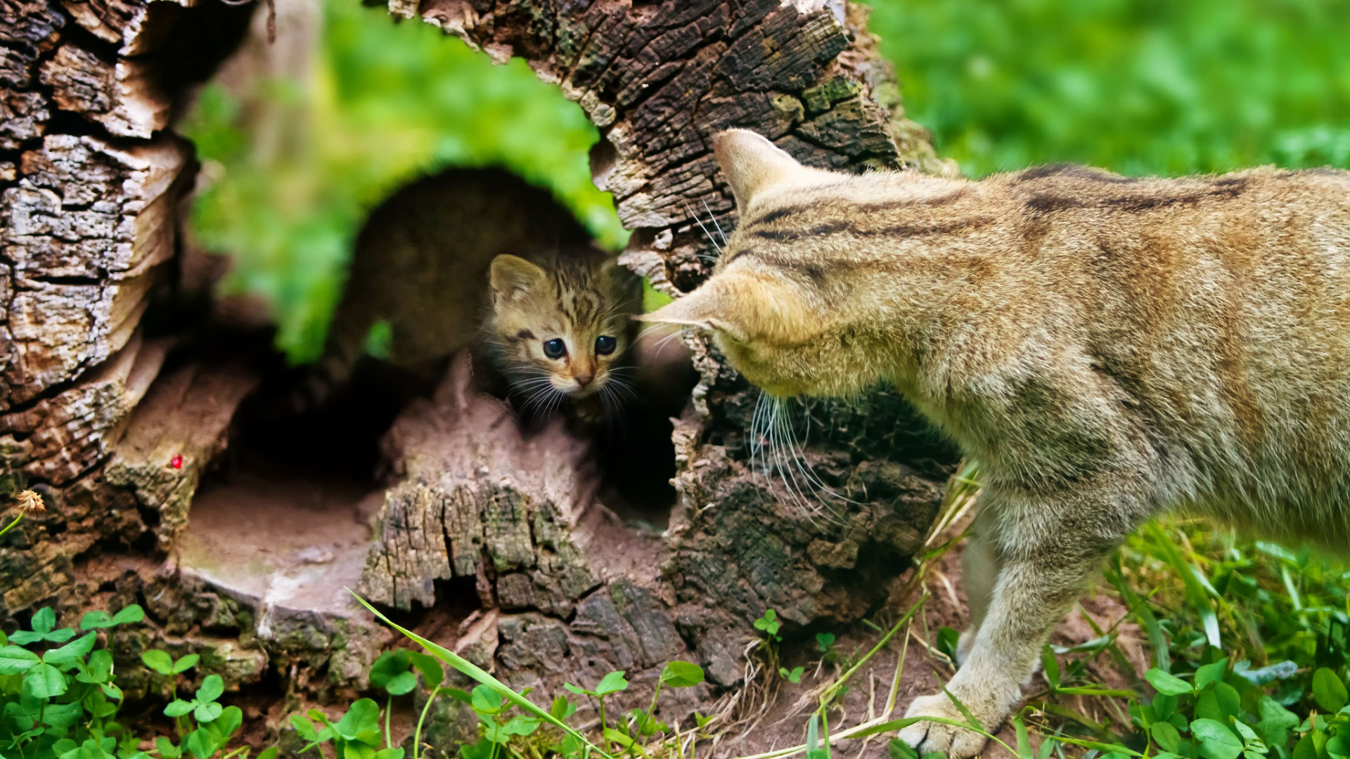 树 空心树桩 猫对话 小猫和妈妈 电脑桌面动物壁纸下载_高清动物壁纸