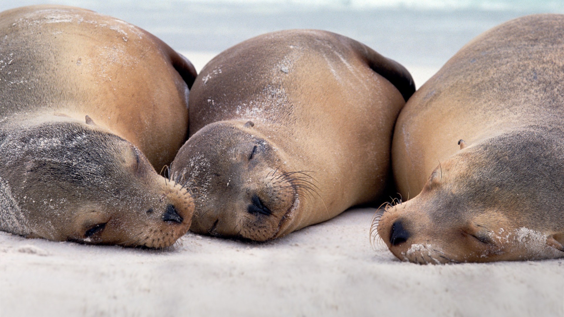 伊斯帕尼奥拉岛 海狮电脑桌面动物壁纸下载 保护动物人人有责_高清动物壁纸