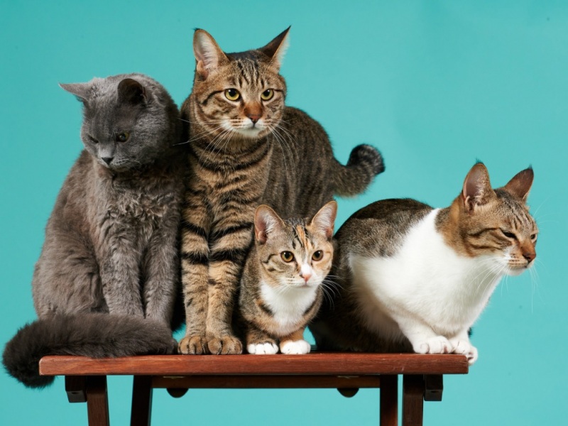 猫猫四只凳子表情姿势猫咪壁纸_高清动物壁纸