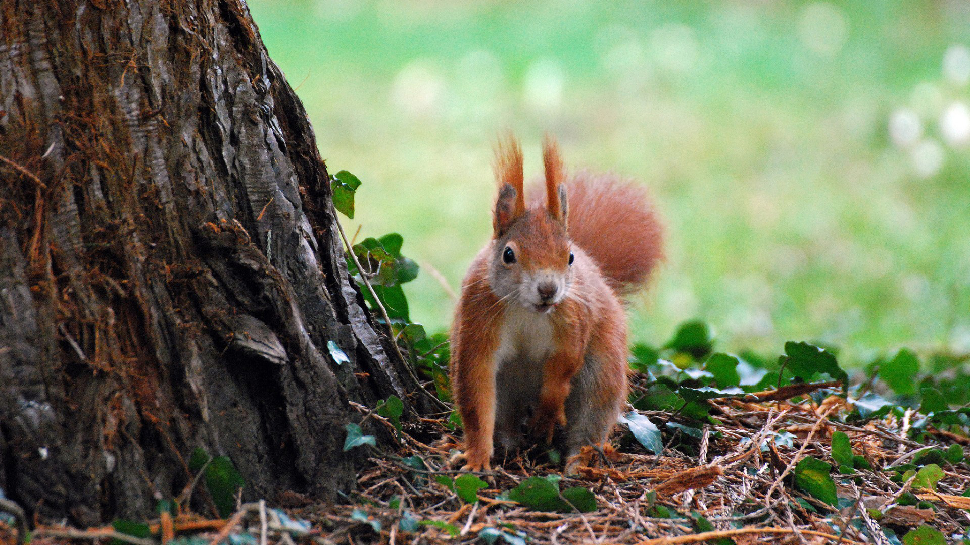 树树枝树叶松鼠可爱动物壁纸_高清动物壁纸