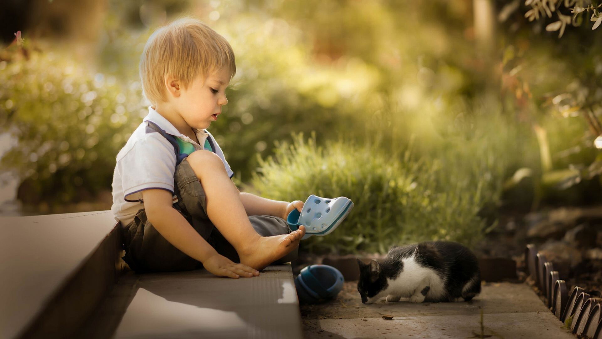 小男孩 小猫 朋友 摄影电脑桌面动物壁纸下载_高清动物壁纸