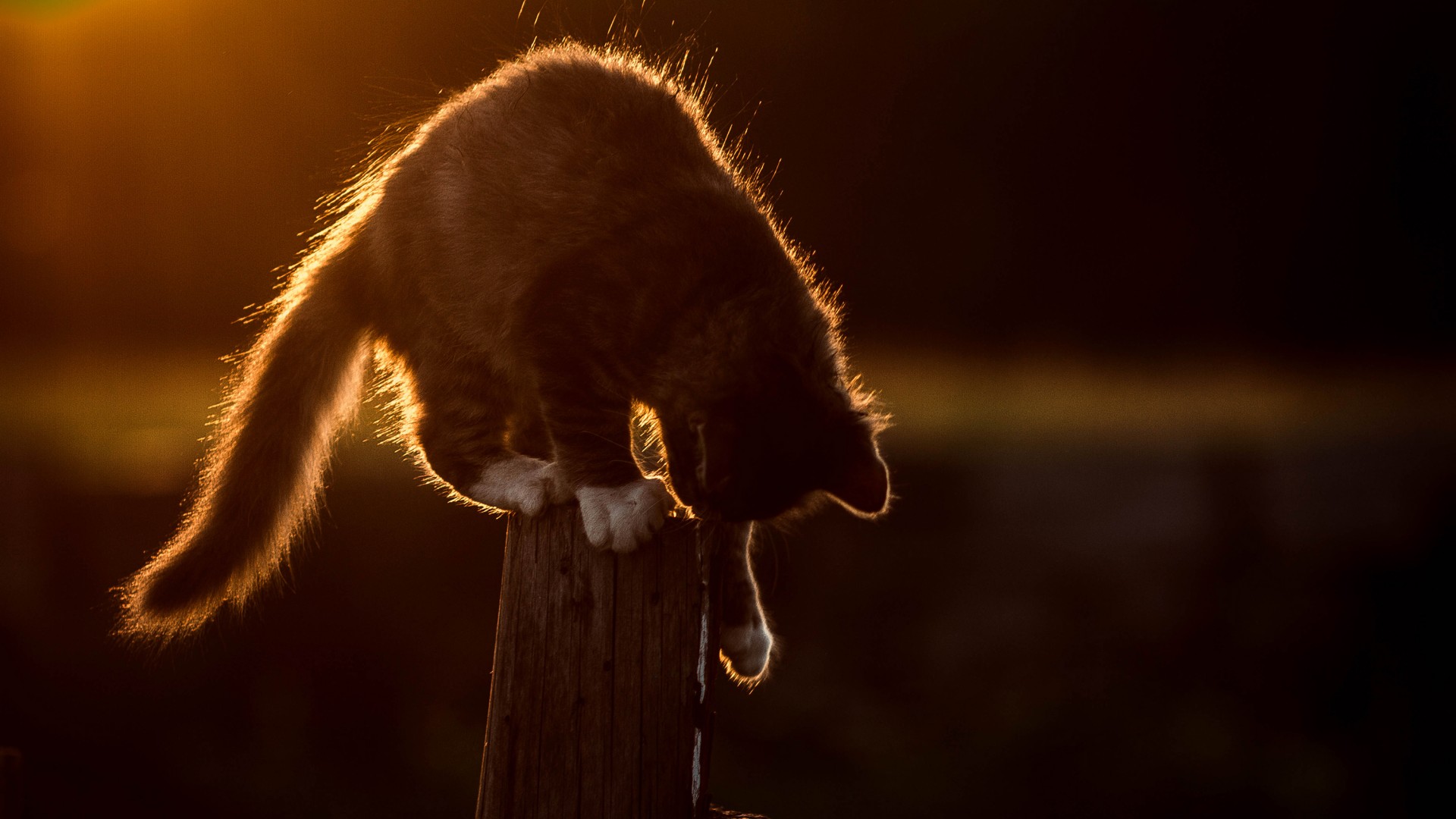 小猫 围栏 树桩 光 电脑桌面动物壁纸下载_高清动物壁纸