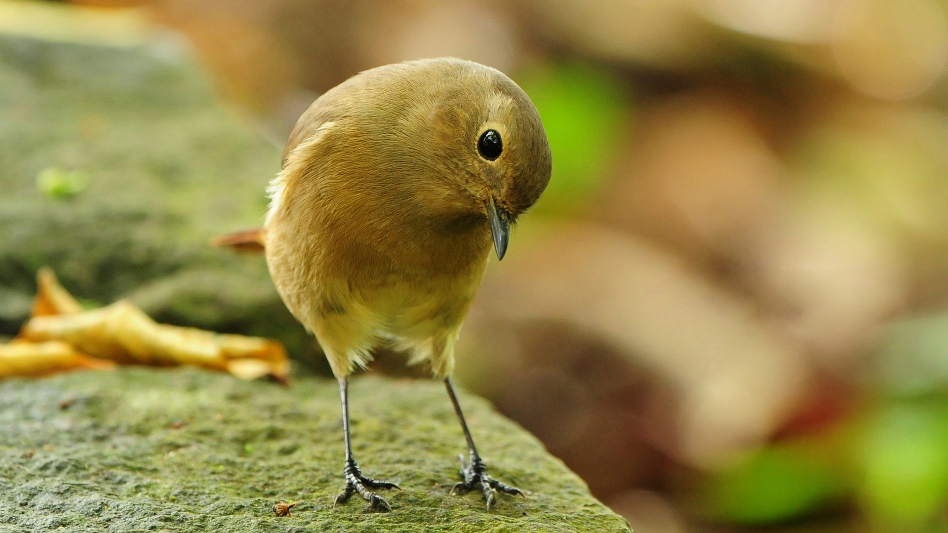 可爱鸟儿 石鸟电脑桌面动物壁纸下载_高清动物壁纸