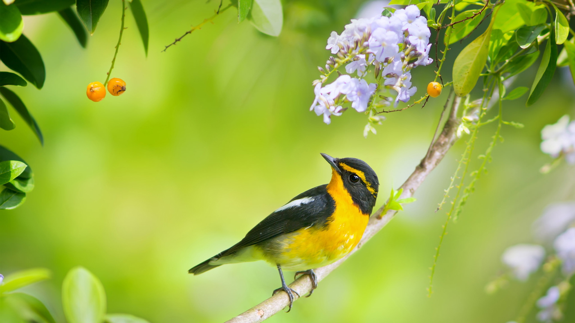 自然风景 树枝 树叶 花 绶带鸟电脑桌面动物壁纸下载_高清动物壁纸