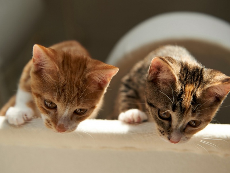 两只猫房子往下望瞧啥呢温馨的猫图片壁纸_高清动物壁纸